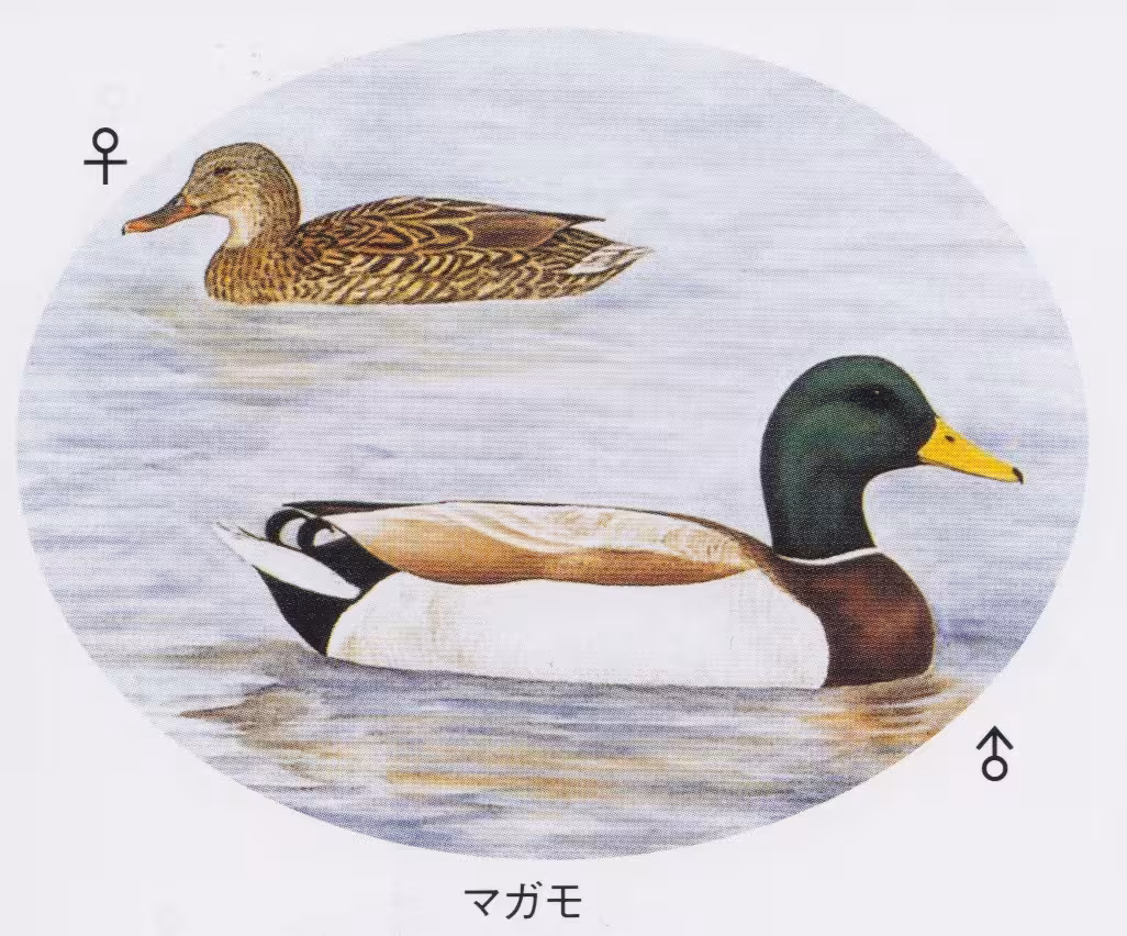 設問No.1の画像