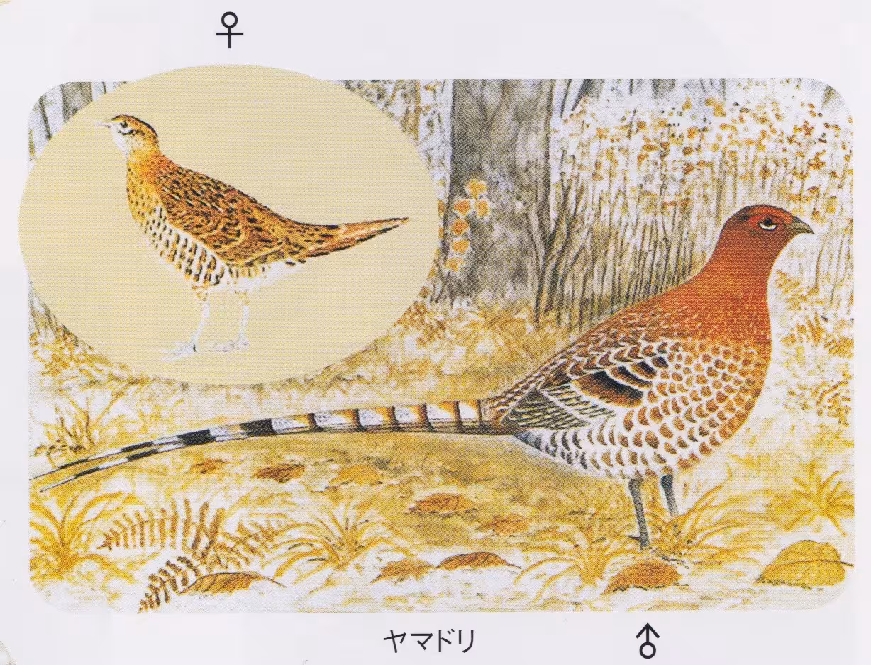 設問No.17の画像